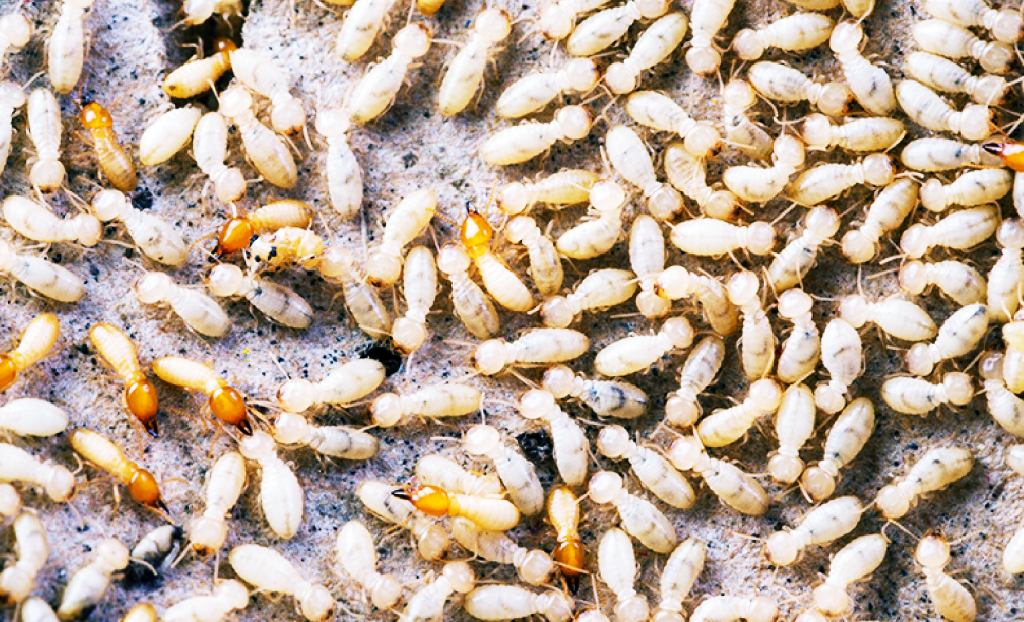 مكافحة النمل الابيض