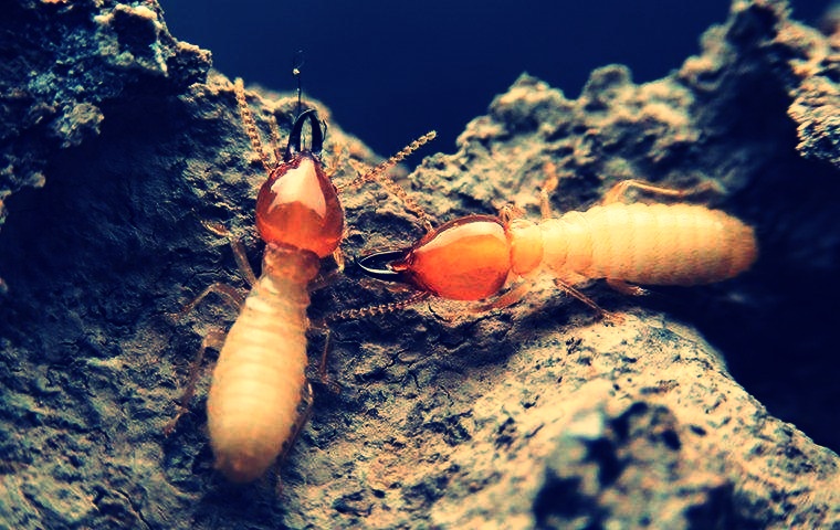 النمل الأبيض